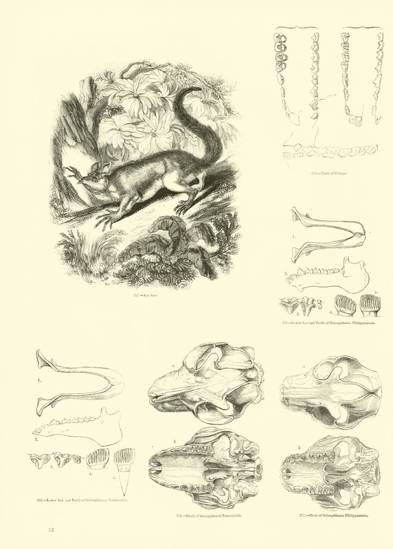 Sida från The Pictorial Museum of Animated Nature av English School