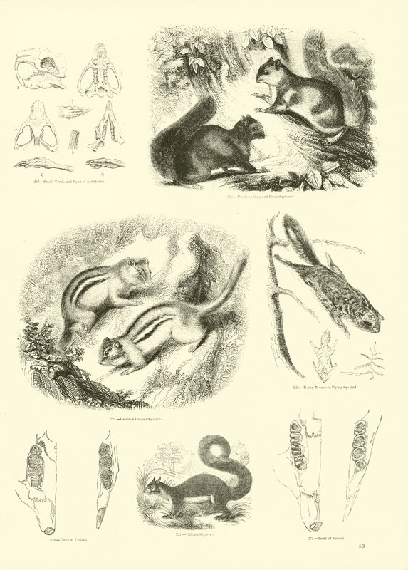 Sida från The Pictorial Museum of Animated Nature av English School