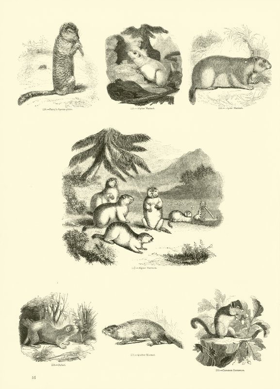 Sida från The Pictorial Museum of Animated Nature av English School