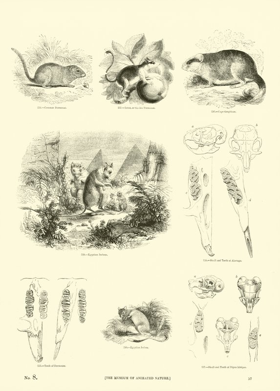 Sida från The Pictorial Museum of Animated Nature av English School