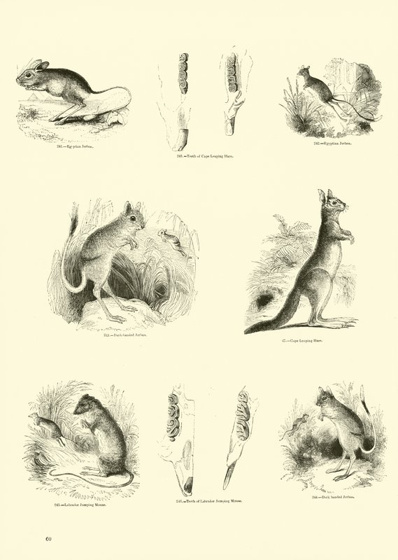 Sida från The Pictorial Museum of Animated Nature av English School