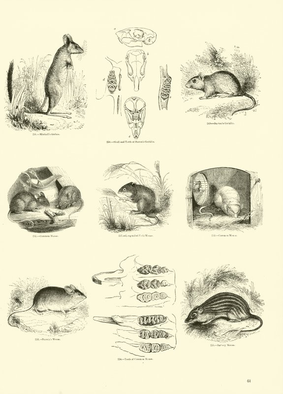Sida från The Pictorial Museum of Animated Nature av English School