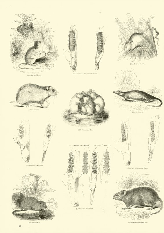 Sida från The Pictorial Museum of Animated Nature av English School