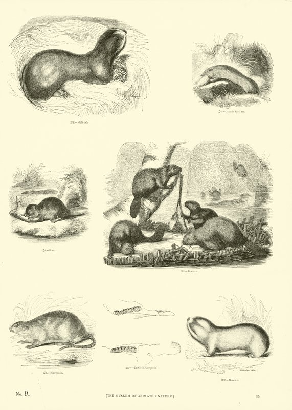 Sida från The Pictorial Museum of Animated Nature av English School