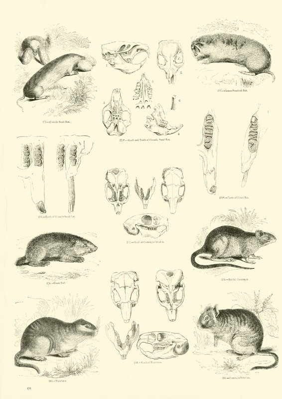 Sida från The Pictorial Museum of Animated Nature av English School