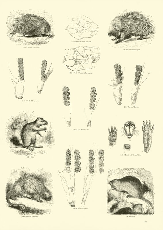 Sida från The Pictorial Museum of Animated Nature av English School