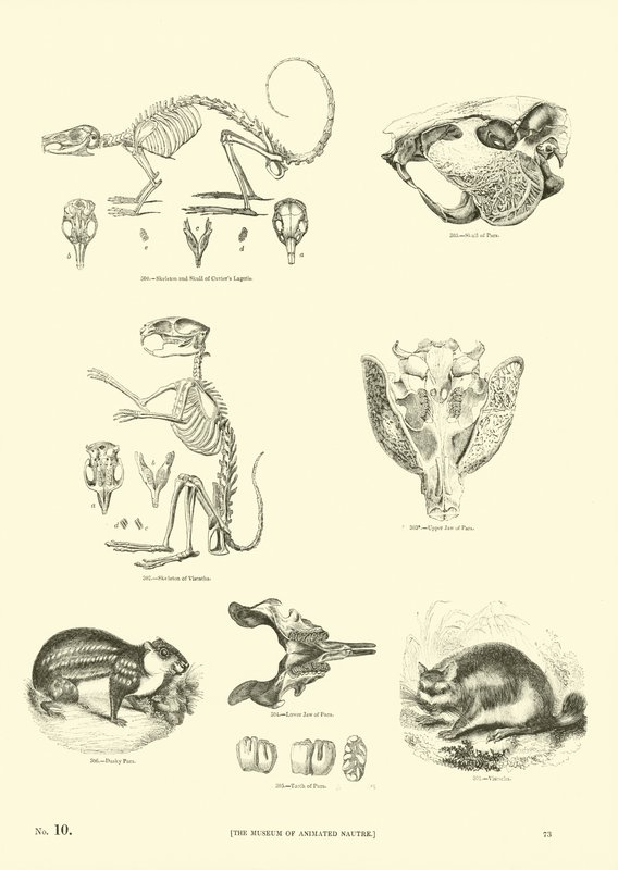 Sida från The Pictorial Museum of Animated Nature av English School