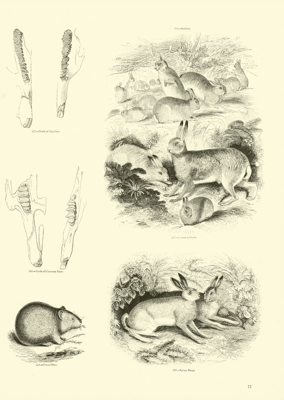 Sida från The Pictorial Museum of Animated Nature av English School