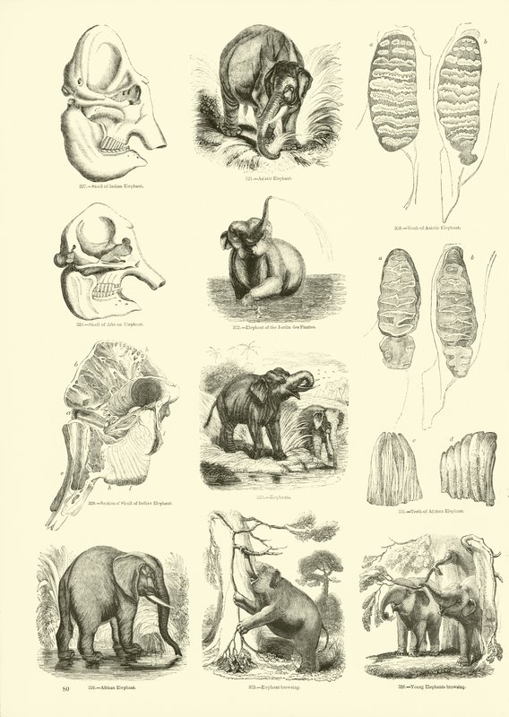 Sida från The Pictorial Museum of Animated Nature av English School