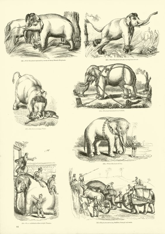 Sida från The Pictorial Museum of Animated Nature av English School