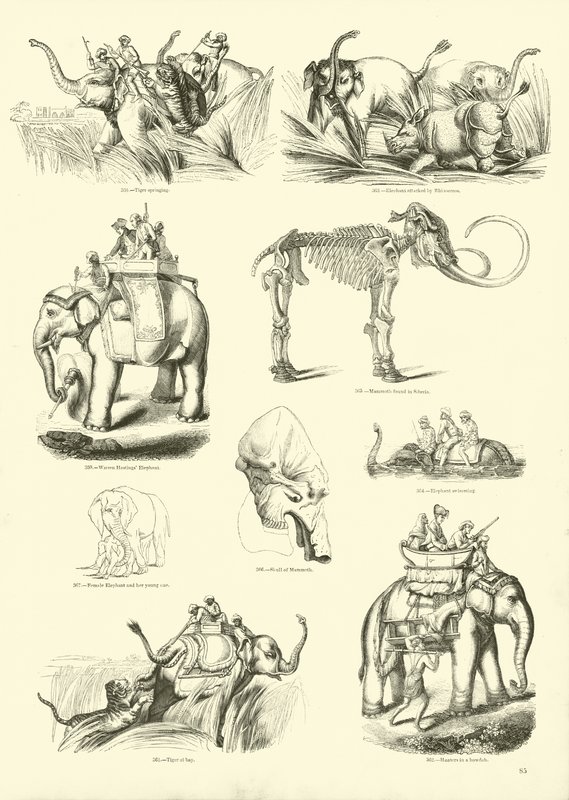 Sida från The Pictorial Museum of Animated Nature av English School