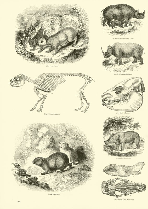 Sida från The Pictorial Museum of Animated Nature av English School