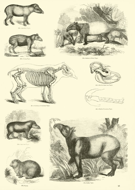 Sida från The Pictorial Museum of Animated Nature av English School