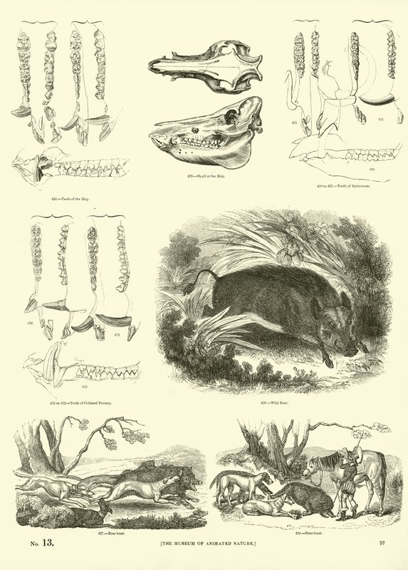 Sida från The Pictorial Museum of Animated Nature av English School