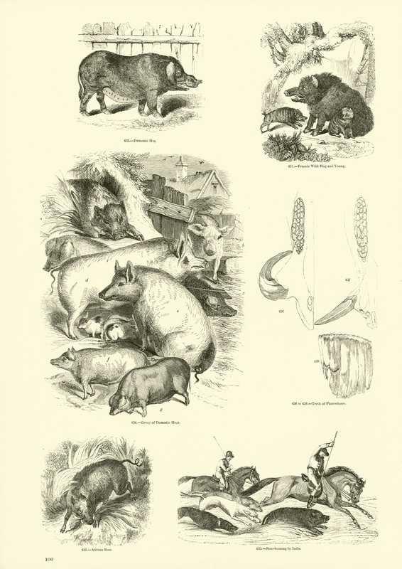 Sida från The Pictorial Museum of Animated Nature av English School