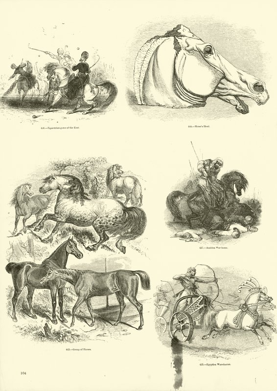 Sida från The Pictorial Museum of Animated Nature av English School
