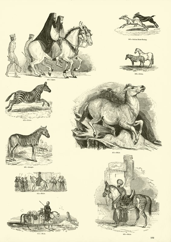 Sida från The Pictorial Museum of Animated Nature av English School
