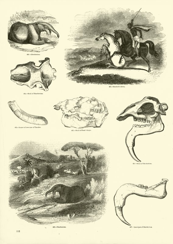 Sida från The Pictorial Museum of Animated Nature av English School
