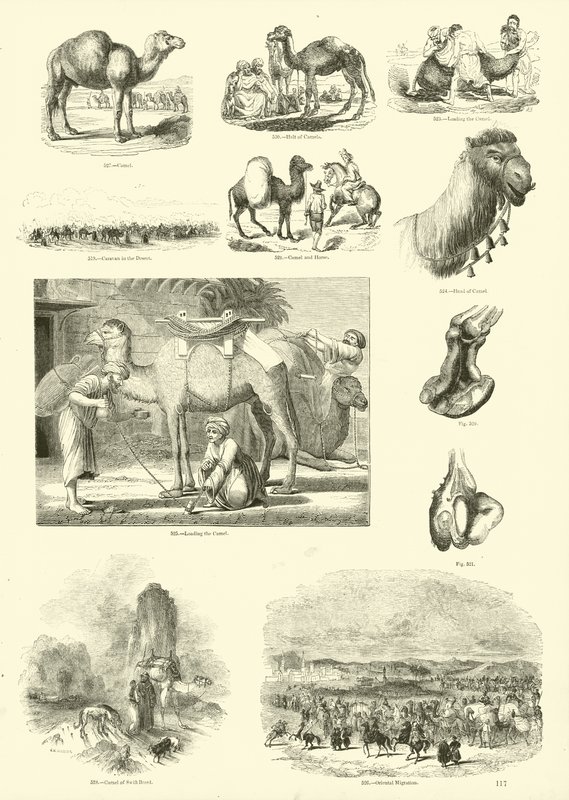 Sida från The Pictorial Museum of Animated Nature av English School