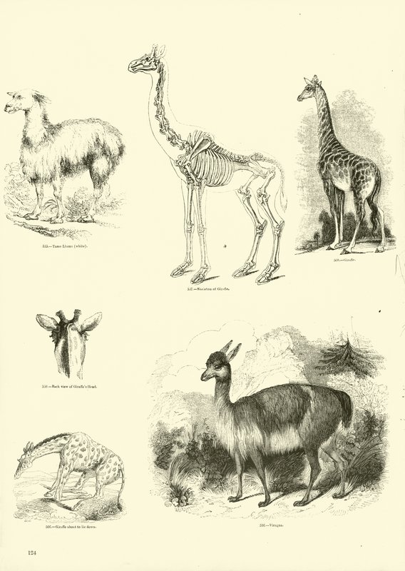 Sida från The Pictorial Museum of Animated Nature av English School