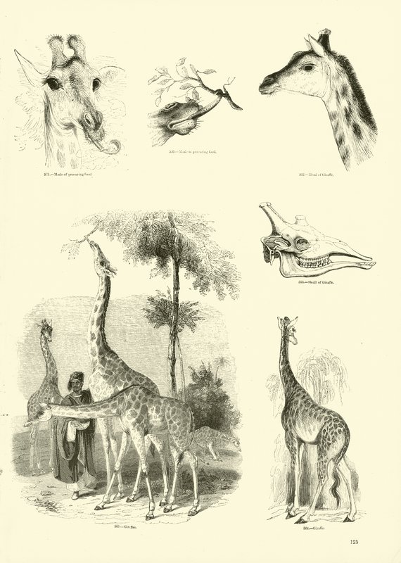 Sida från The Pictorial Museum of Animated Nature av English School