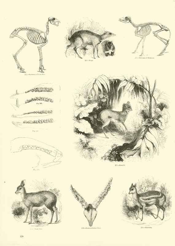 Sida från The Pictorial Museum of Animated Nature av English School