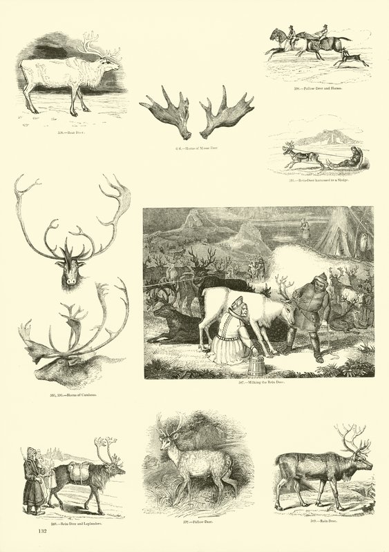 Sida från The Pictorial Museum of Animated Nature av English School