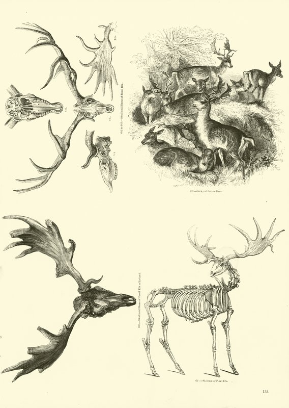 Sida från The Pictorial Museum of Animated Nature av English School