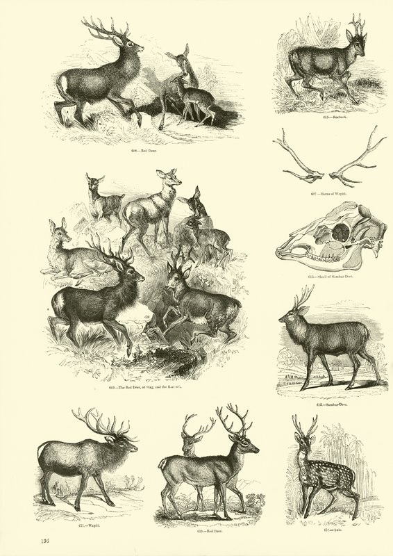 Sida från The Pictorial Museum of Animated Nature av English School