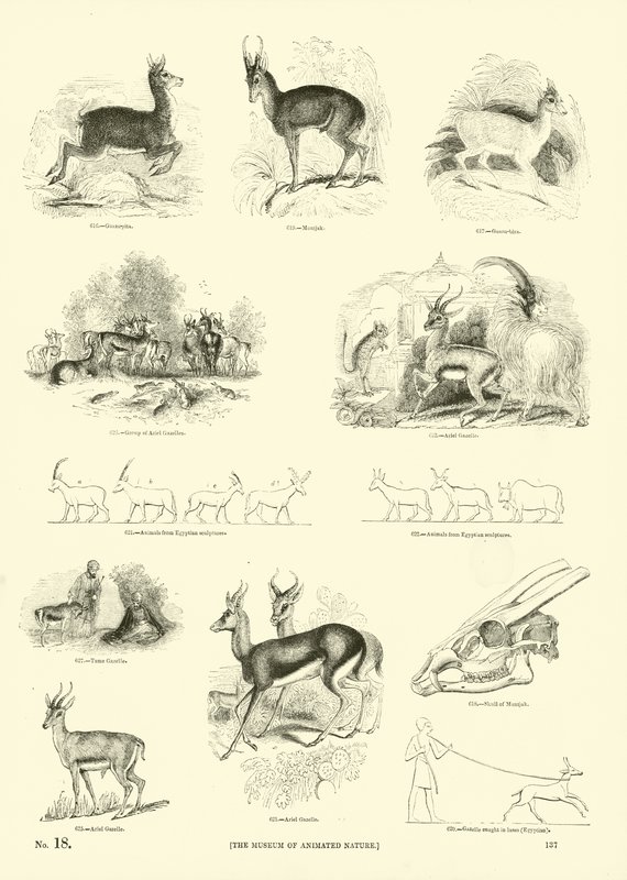 Sida från The Pictorial Museum of Animated Nature av English School