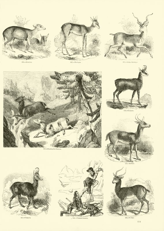Sida från The Pictorial Museum of Animated Nature av English School