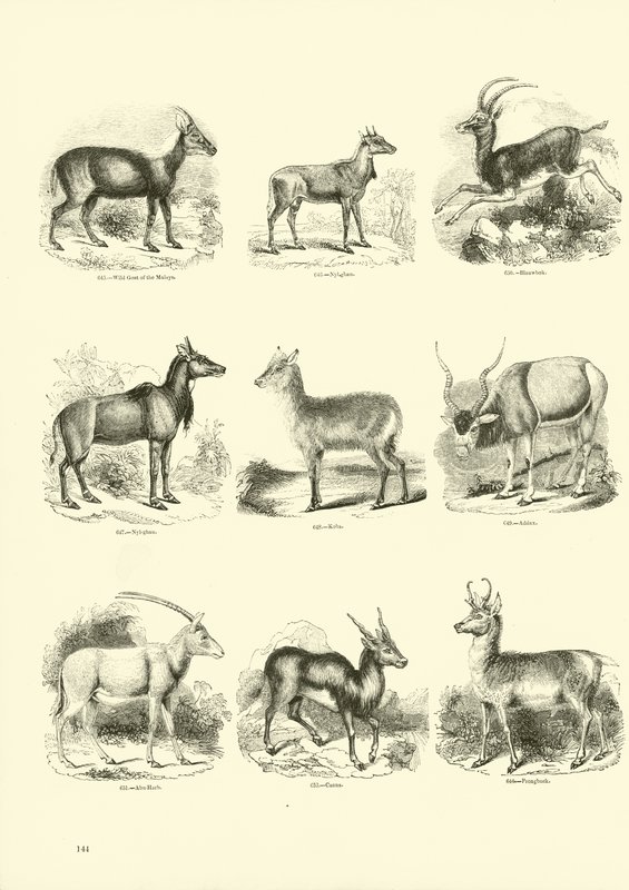 Sida från The Pictorial Museum of Animated Nature av English School