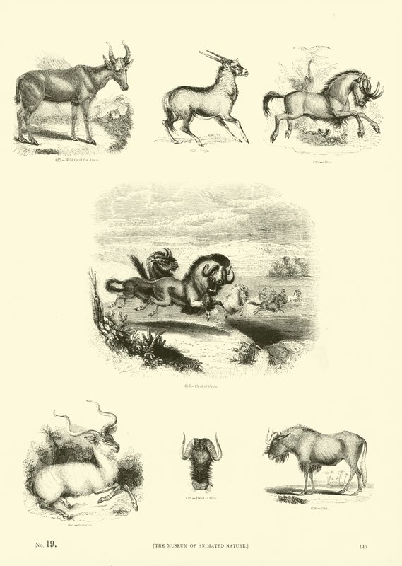 Sida från The Pictorial Museum of Animated Nature av English School