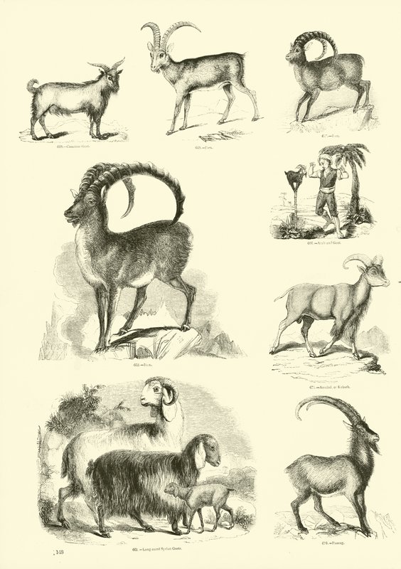 Sida från The Pictorial Museum of Animated Nature av English School