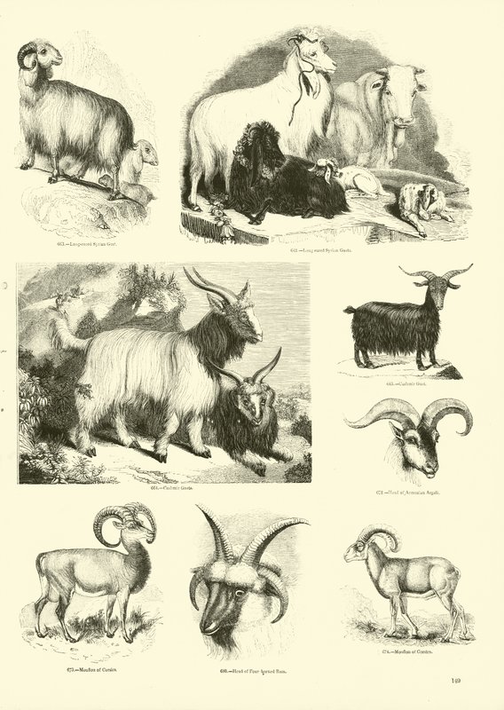 Sida från The Pictorial Museum of Animated Nature av English School