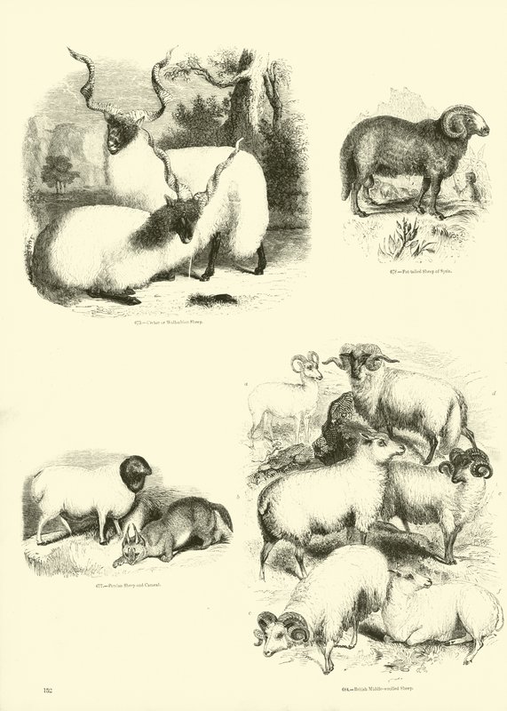 Sida från The Pictorial Museum of Animated Nature av English School
