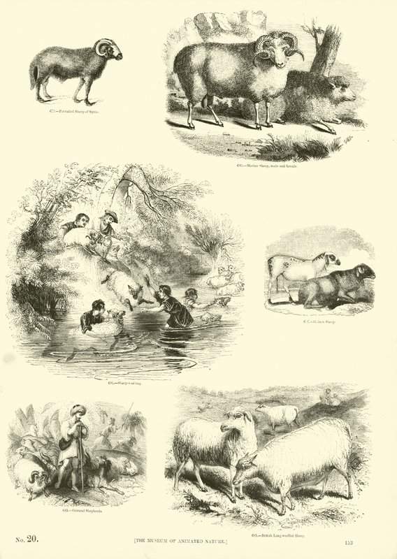 Sida från The Pictorial Museum of Animated Nature av English School