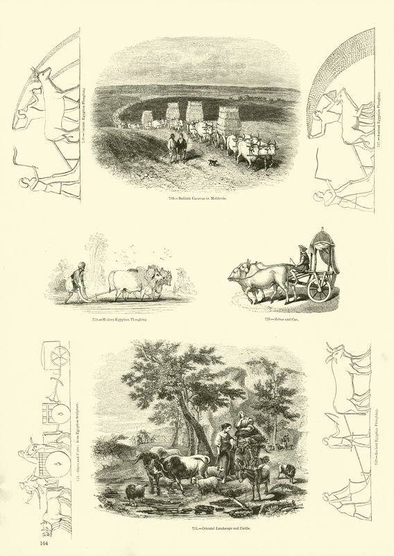 Sida från The Pictorial Museum of Animated Nature av English School