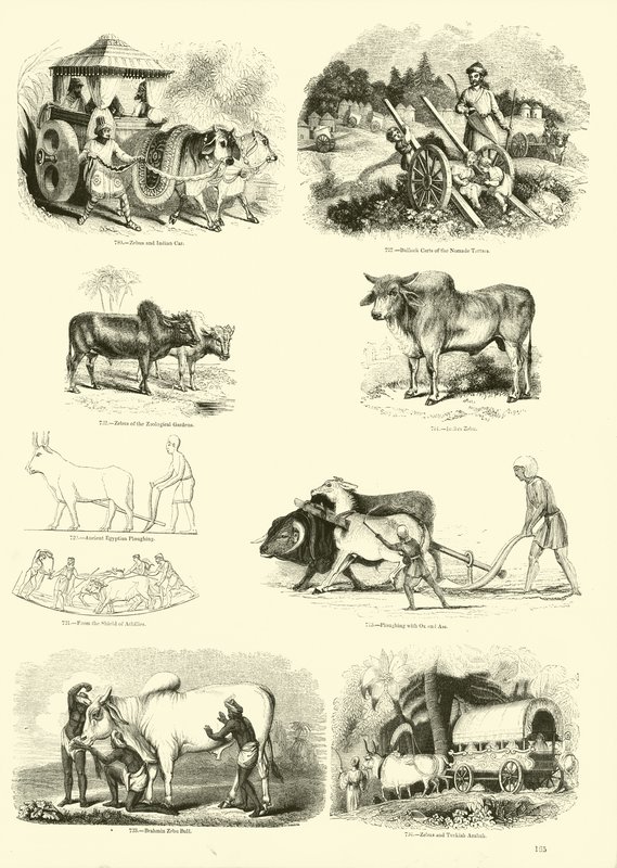 Sida från The Pictorial Museum of Animated Nature av English School