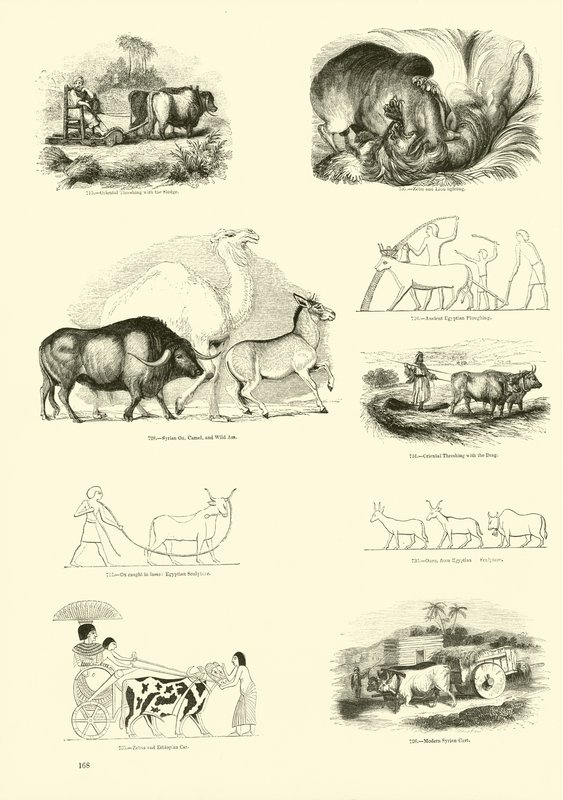 Sida från The Pictorial Museum of Animated Nature av English School