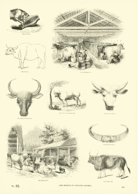 Sida från The Pictorial Museum of Animated Nature av English School