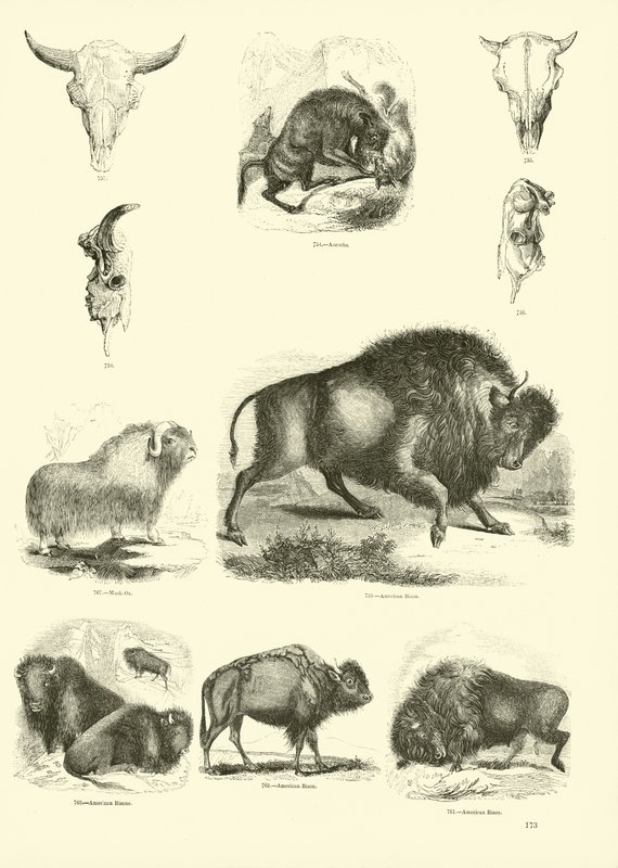 Sida från The Pictorial Museum of Animated Nature av English School