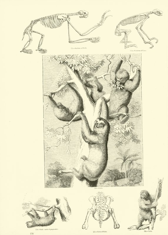 Sida från The Pictorial Museum of Animated Nature av English School