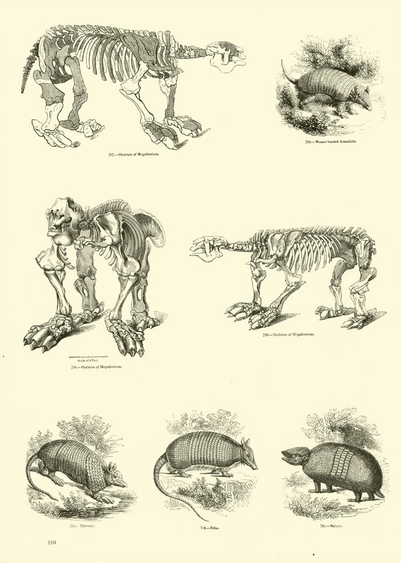 Sida från The Pictorial Museum of Animated Nature av English School