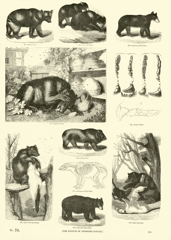 Sida från The Pictorial Museum of Animated Nature av English School