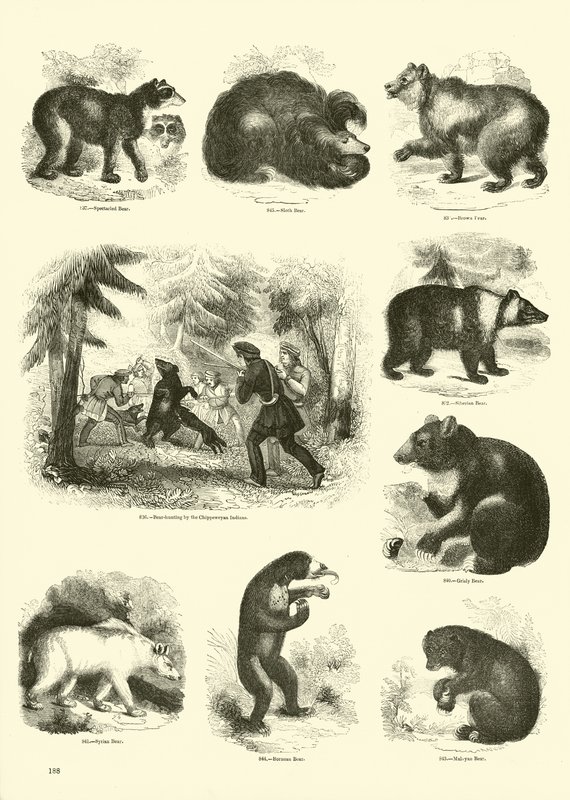 Sida från The Pictorial Museum of Animated Nature av English School