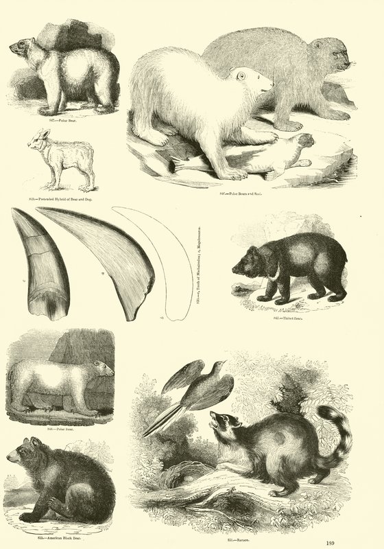 Sida från The Pictorial Museum of Animated Nature av English School