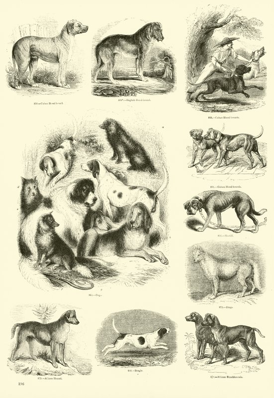 Sida från The Pictorial Museum of Animated Nature av English School