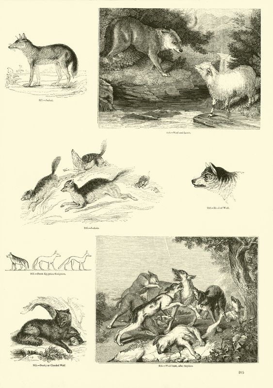 Sida från The Pictorial Museum of Animated Nature av English School