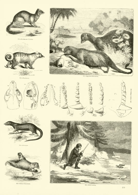 Sida från The Pictorial Museum of Animated Nature av English School